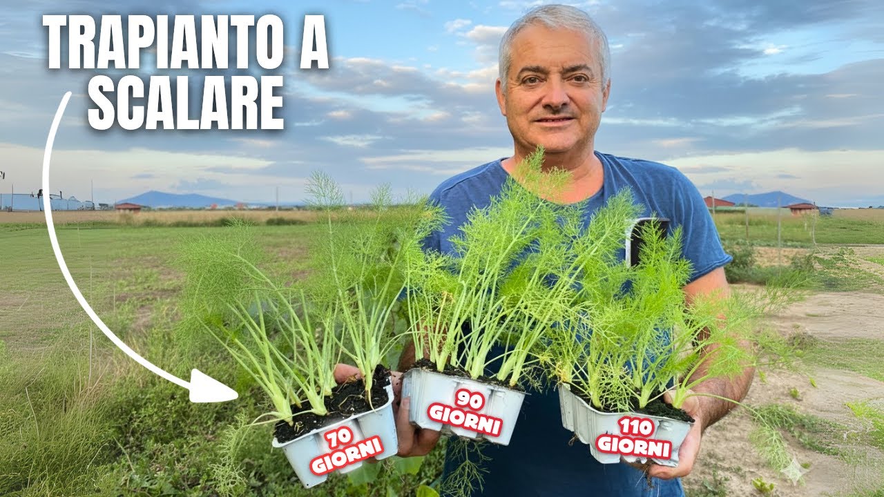 Perché TRAPIANTO i FINOCCHI a scalare? Il trucco che allunga il raccolto