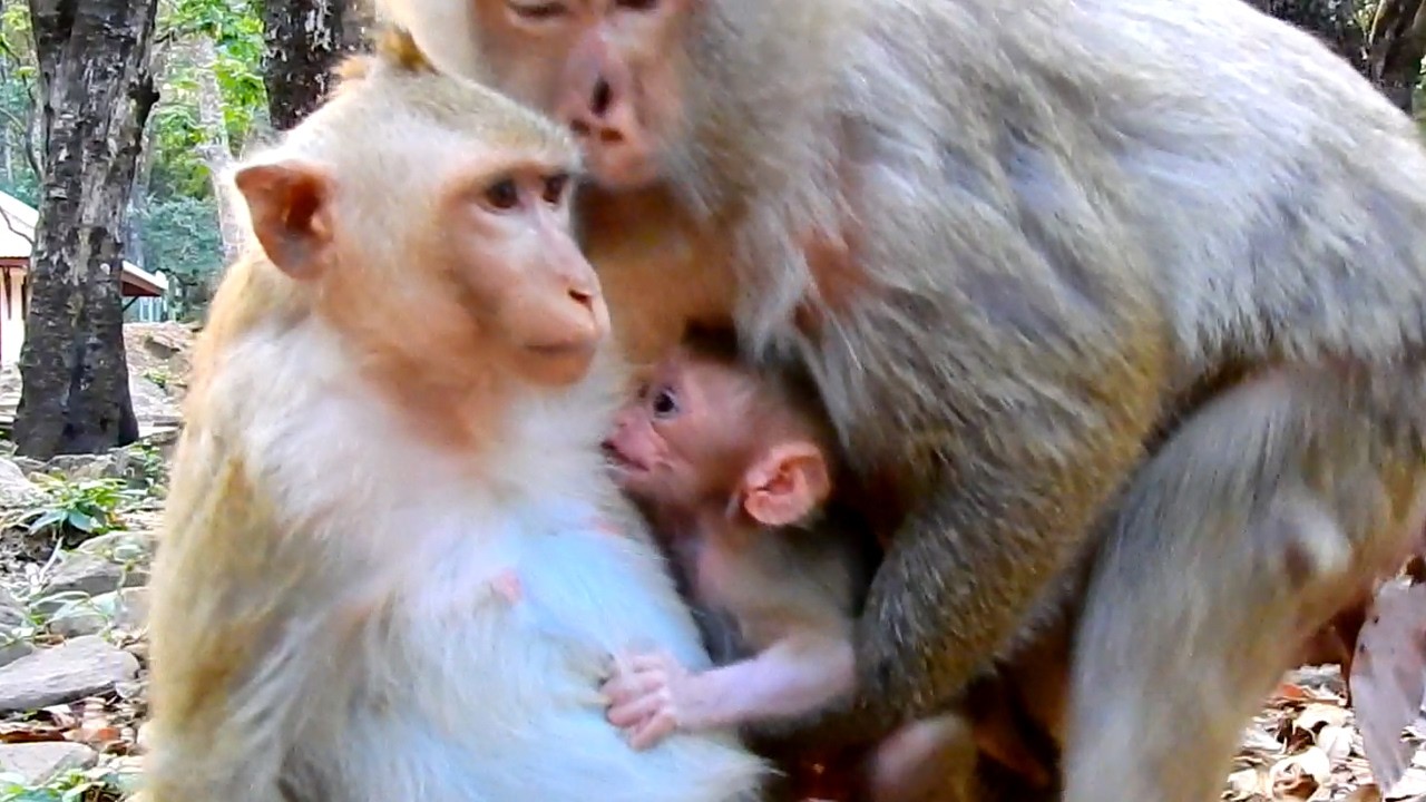 Emotional Wildlife Clip – Baby Monkey Wants Milk from Another Monkey