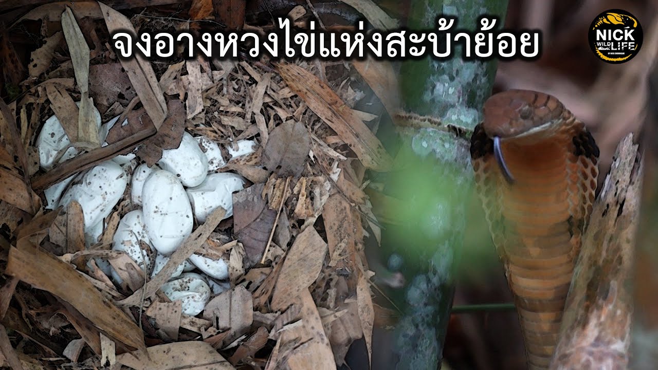 ลุยดิบ EP.98 จะดุแค่ไหน!? จงอางหวงไข่แห่งสะบ้าย้อย