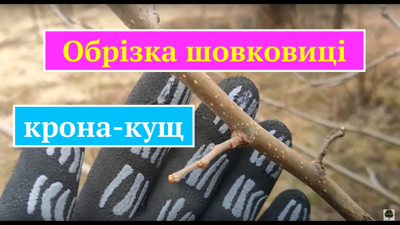 Обрізка шовковиці.  Формування розлогої крони.