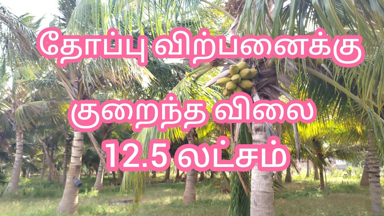 Project Number  : 602. Valliyur - Samugarengapuram - kottaikarungulam Coconut Farm For Sale