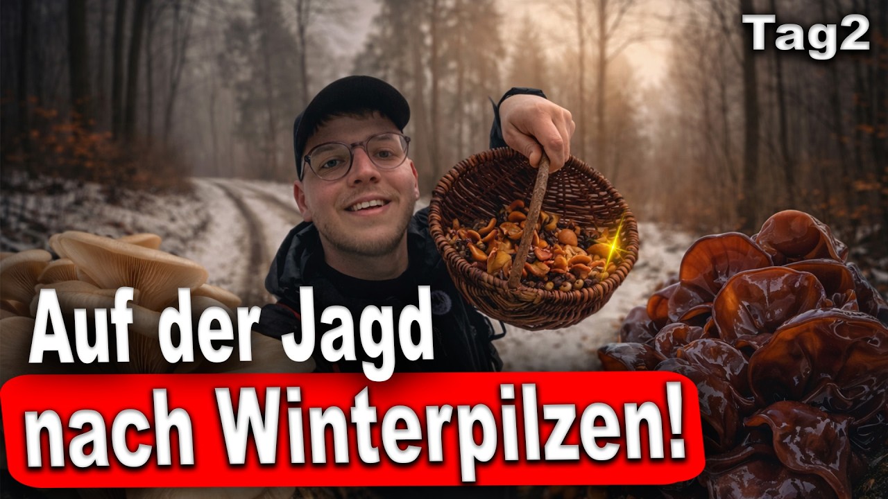 Das Winter-Finale 🍄 | Samtfußrübling & Judasohr | Tillztour 2/12 – Tag 2 | Februar 2026