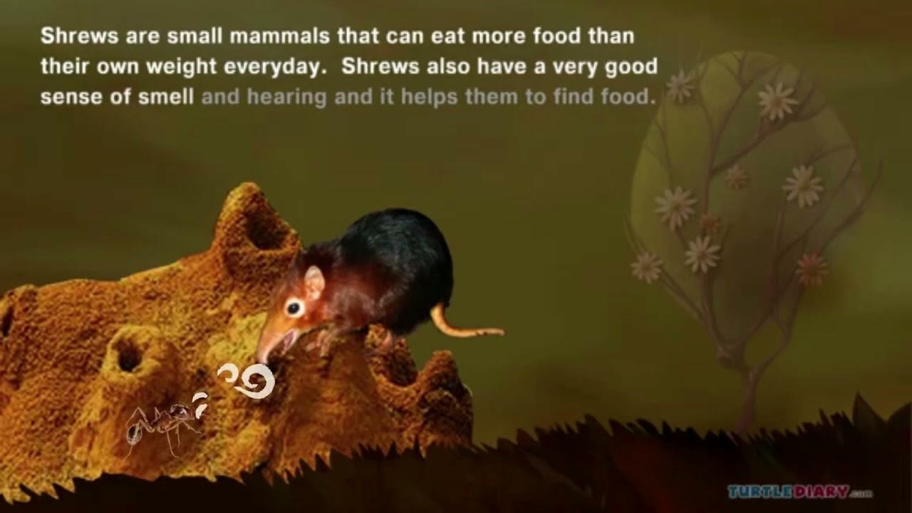 TD Science in Seconds   How Much Does a Shrew Eat