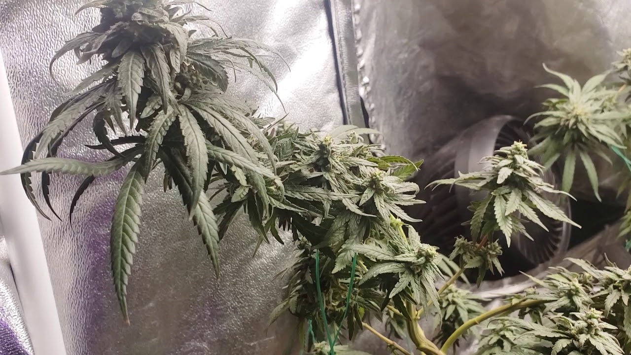 Week 6 Of Flower using LST (Low Stress Training Techniques)
