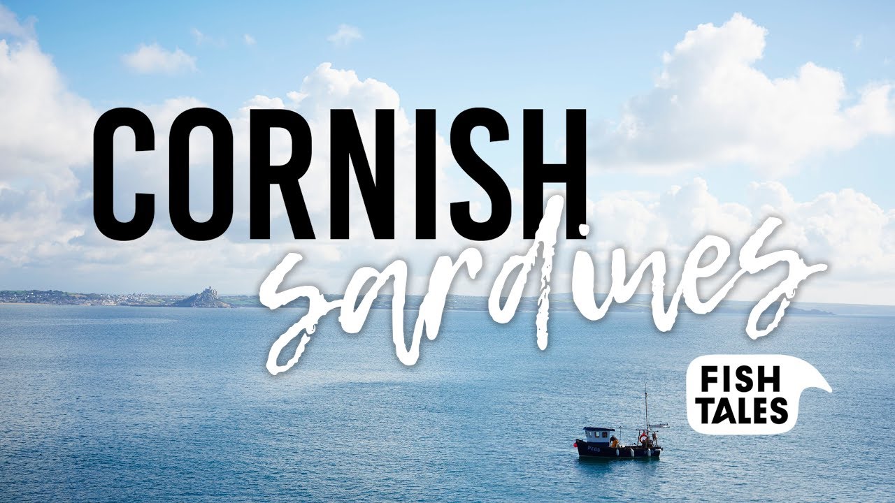 SARDINES Fishing in Cornwall | Fish Tales