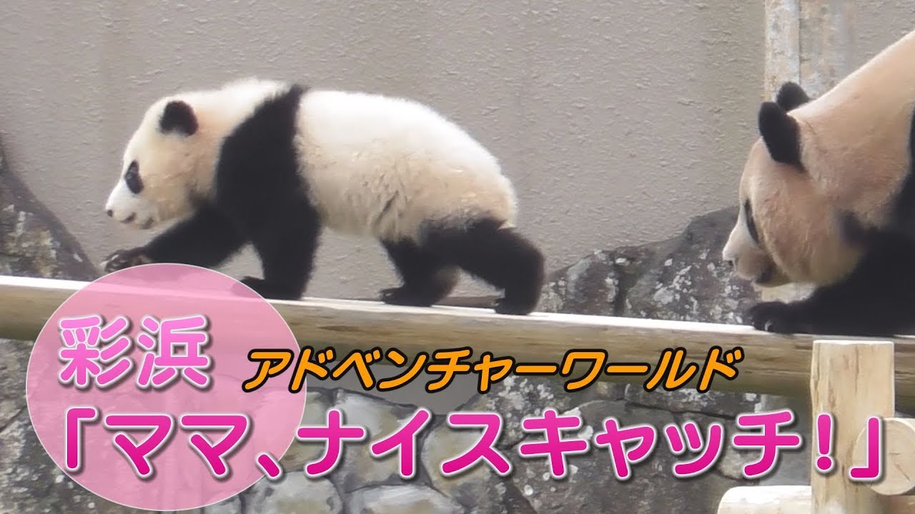 彩浜「ママ、ナイスキャッチ！」　アドベンチャーワールド