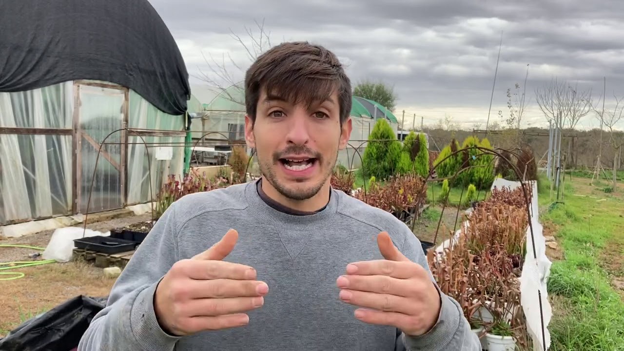 ¿Las plantas carnívoras HIBERNAN?