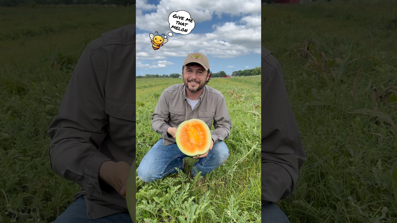 The secret to SWEET watermelon #gardening #watermelon #gardentips