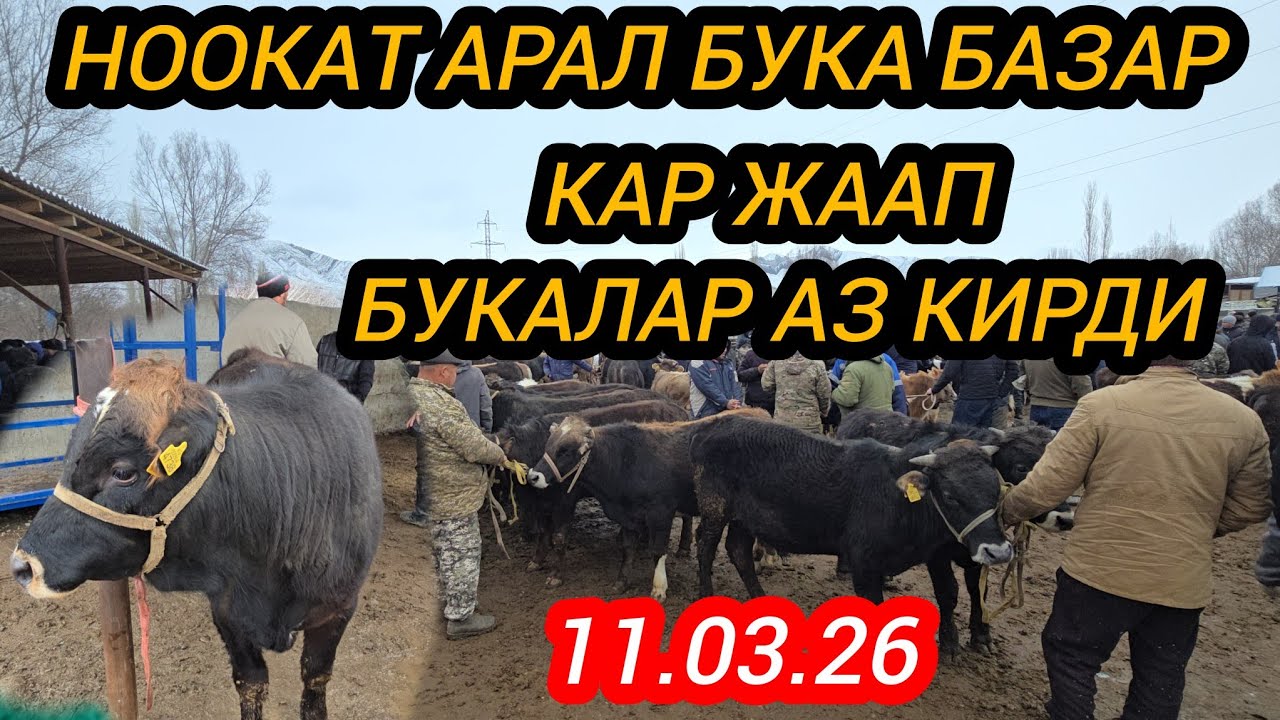 НООКАТ АРАЛ БУКА БАЗАР КАР ЖААП БУКАЛАР АЗ КИРДИ# 