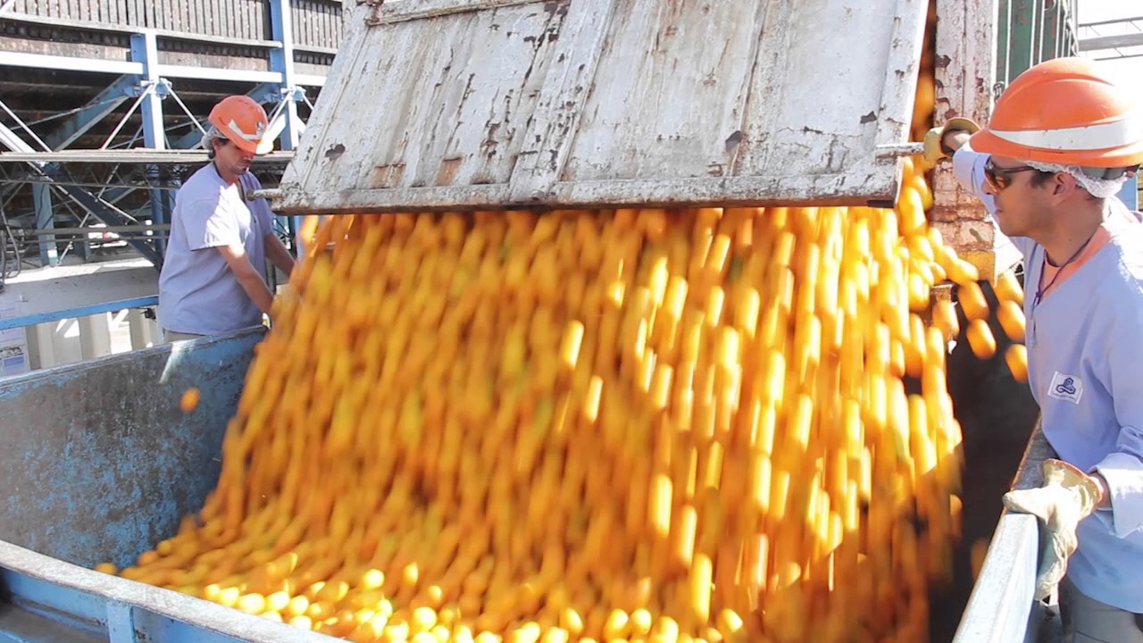 SIEMBRA Y COSECHA TV: Elaboración de jugo y aceite esencial de naranjas