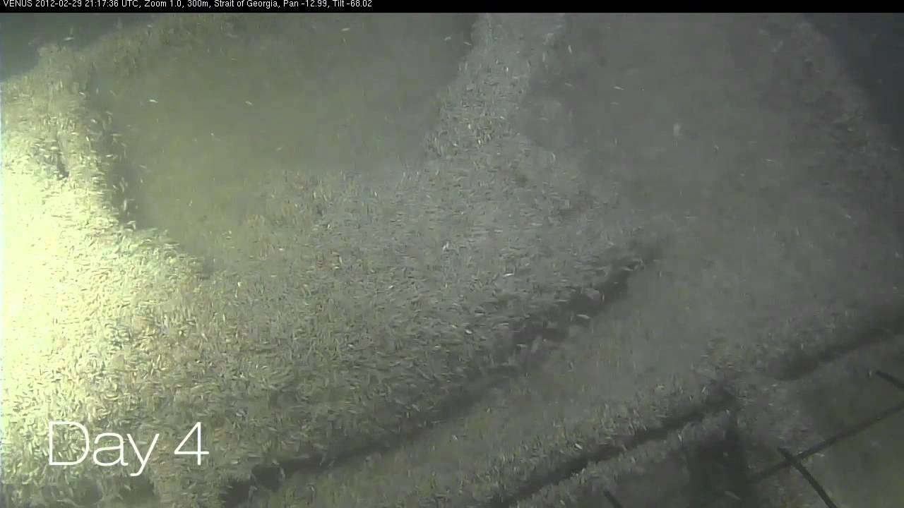 Uncaged pig carcass. Forensic experiment in the ocean.