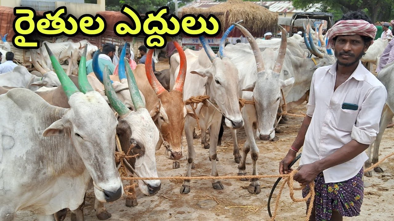 Pasuvula Santha Anantapur | Anantapur bulls market | Bulls price details anantapur