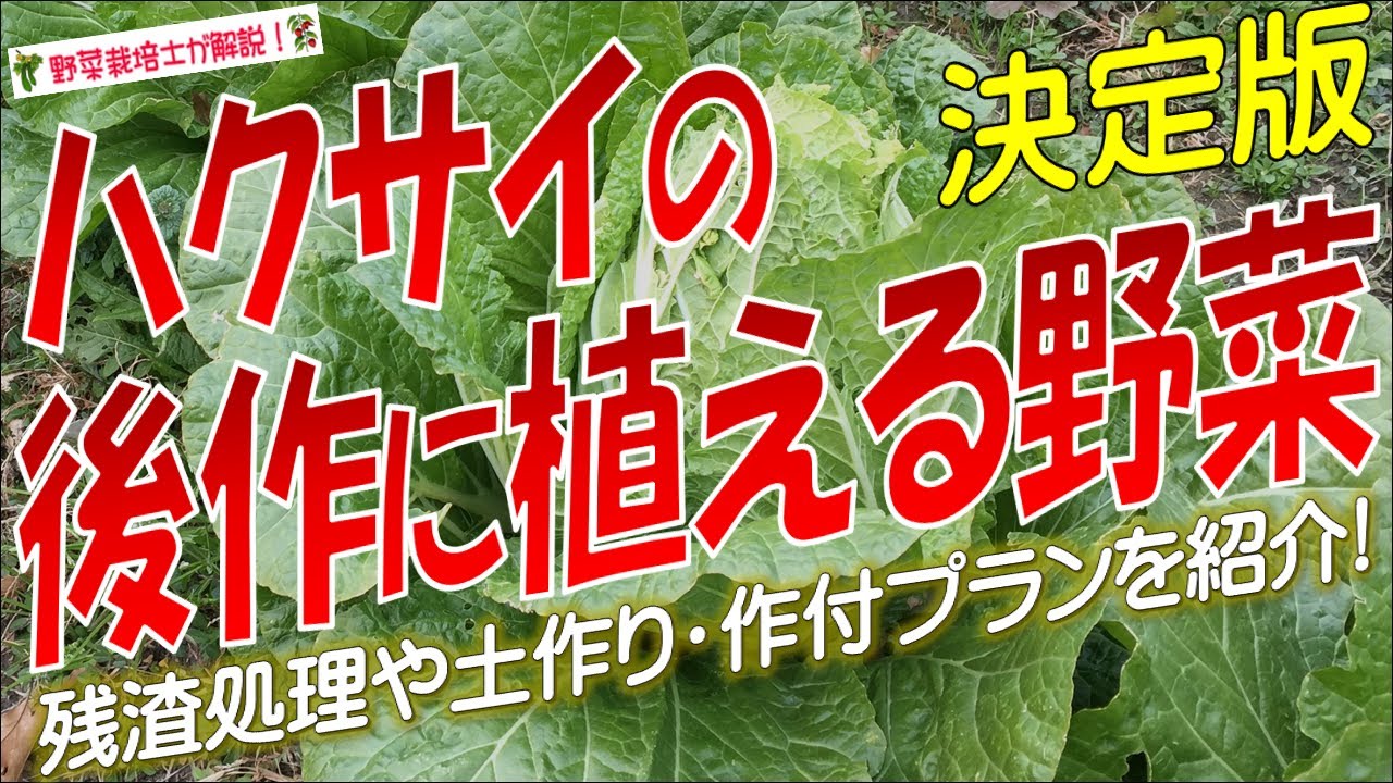 ハクサイの後作に植える野菜（収穫後の残渣処理と土作り・おすすめのリレー栽培を紹介！）