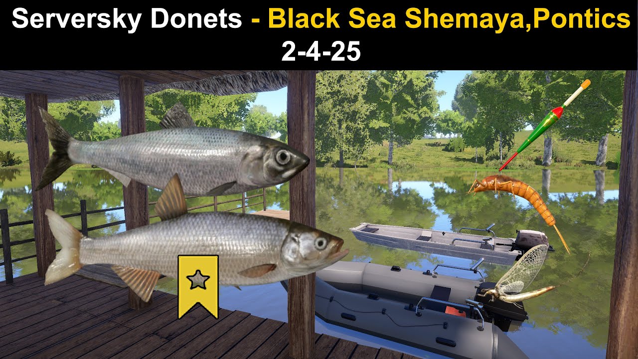 Russian Fishing 4, Serversky Donets - Black Sea Shemaya,Pontics Shad 2-4-25 (Trophy)