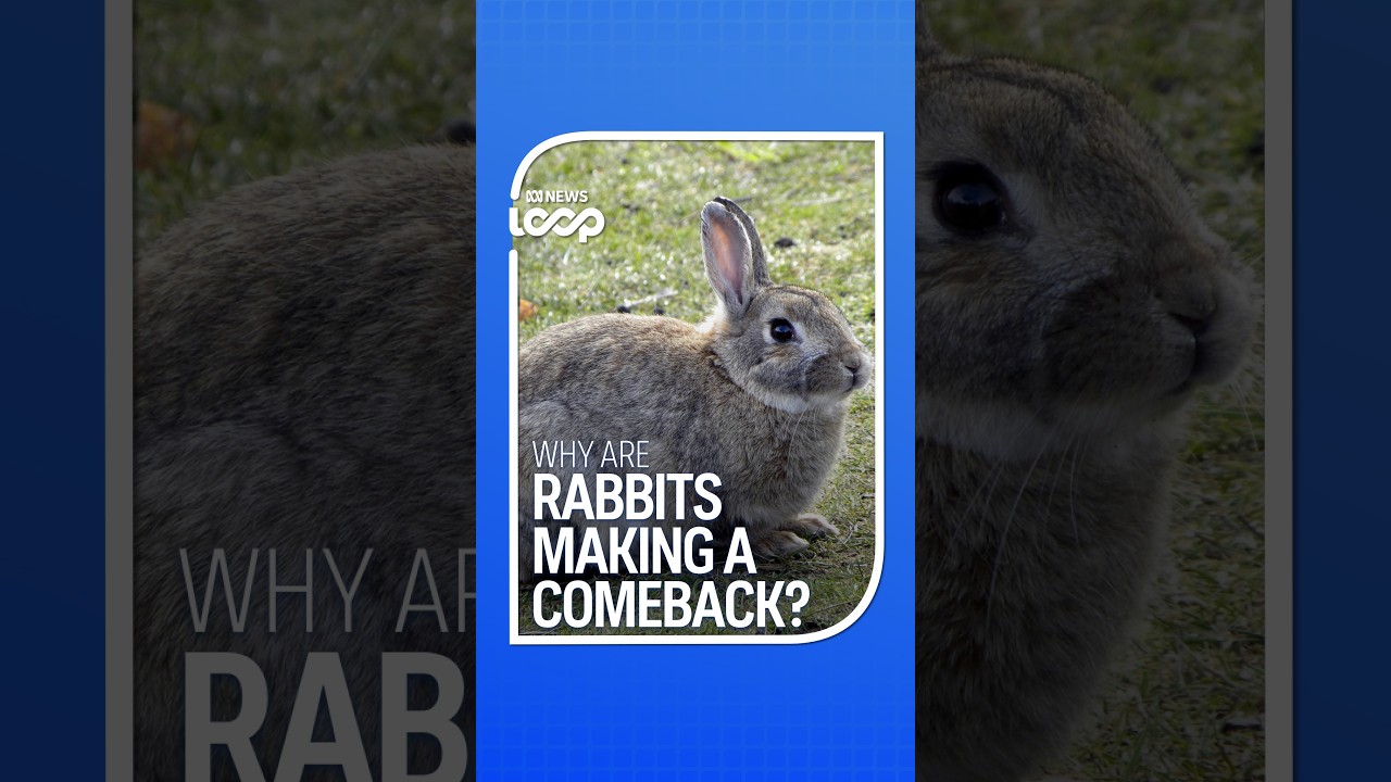 Why are rabbits making a comeback? | ABC NEWS