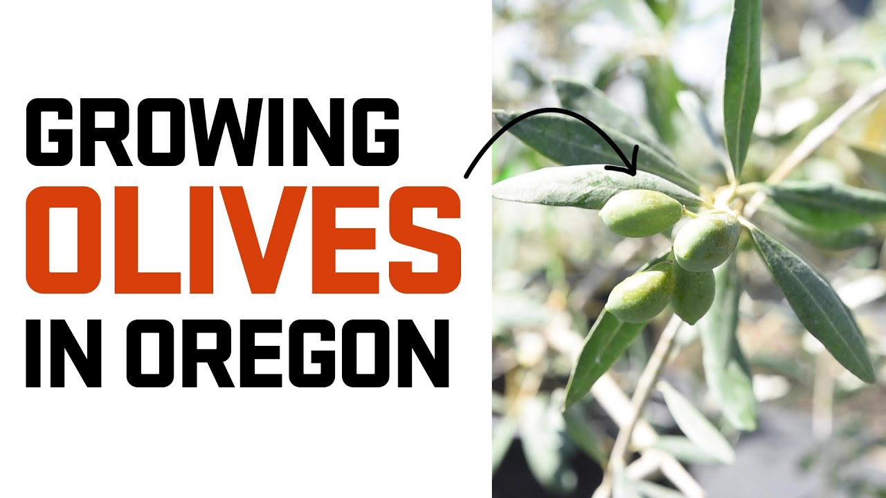 Growing Olives in Oregon
