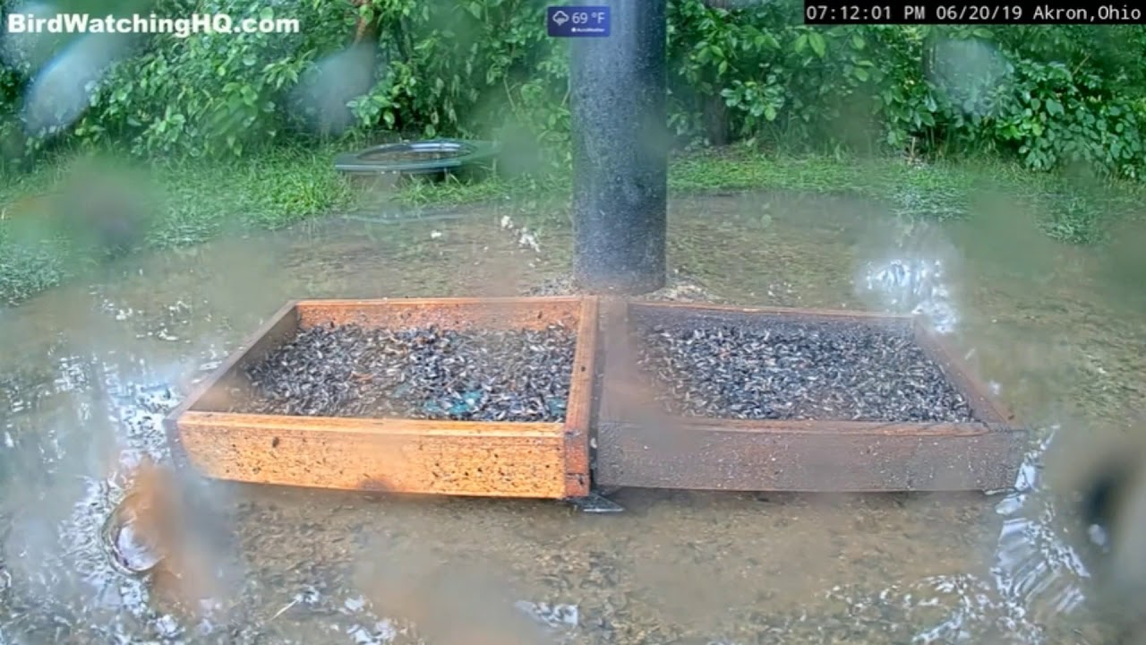 Turtle Visits Bird Watching Headquarters Akron, Ohio