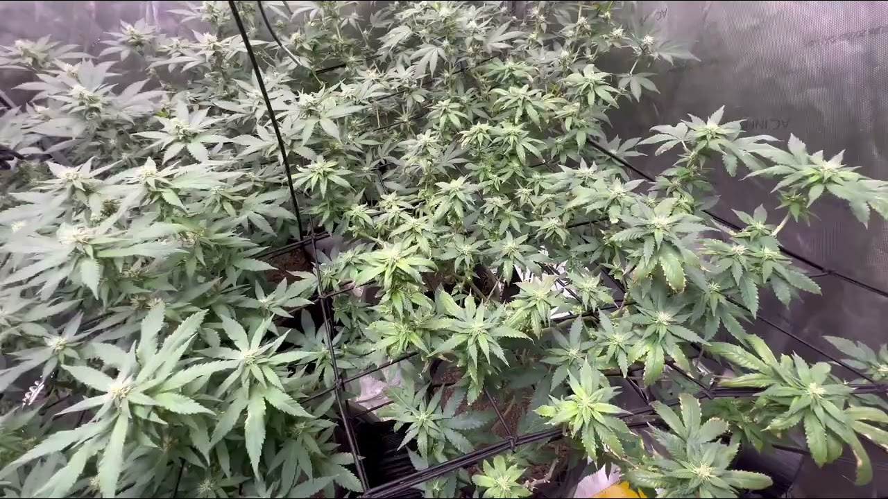 Fire OG 34 days 4 & 1/2 weeks into flower.