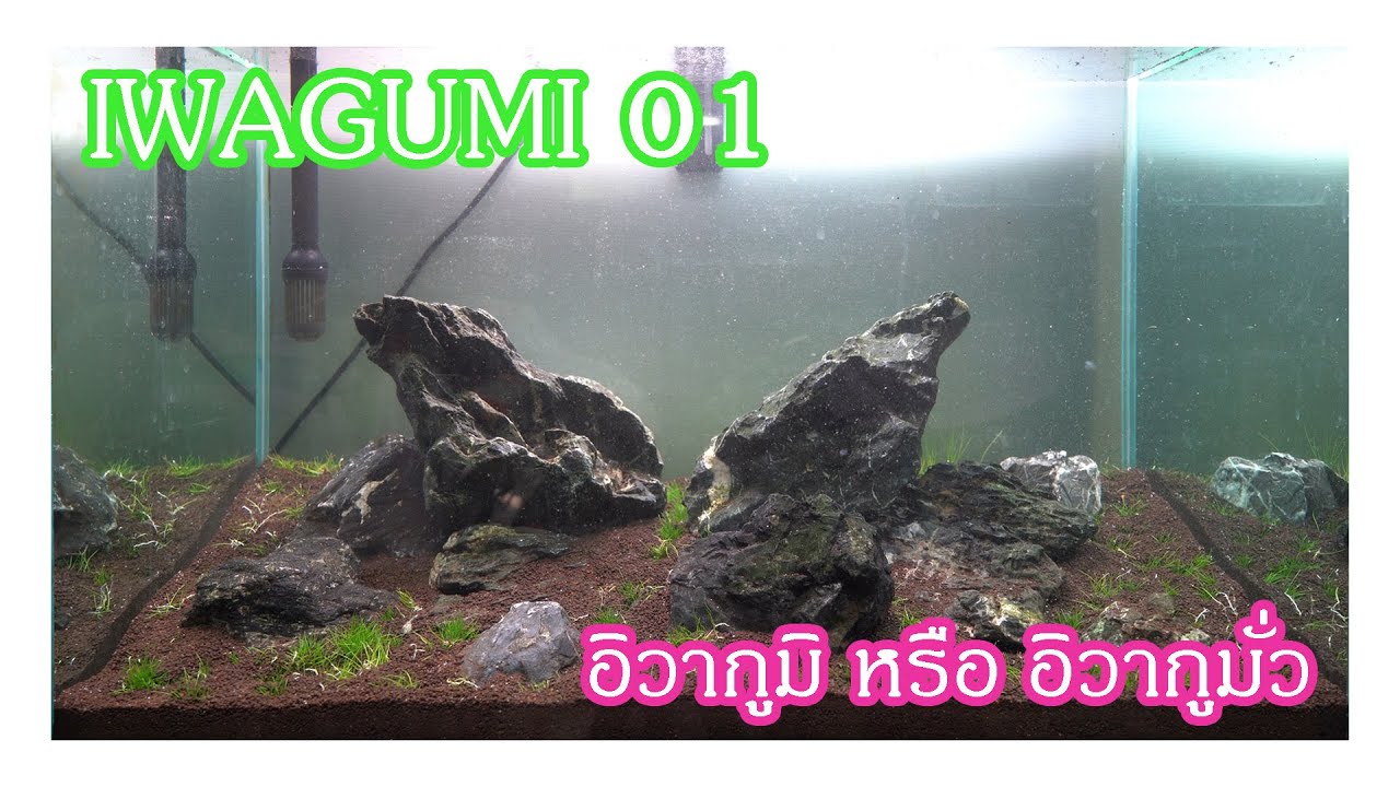 Iwagumi 01 อิวากูมิ หรือ อิวากูมั่ว