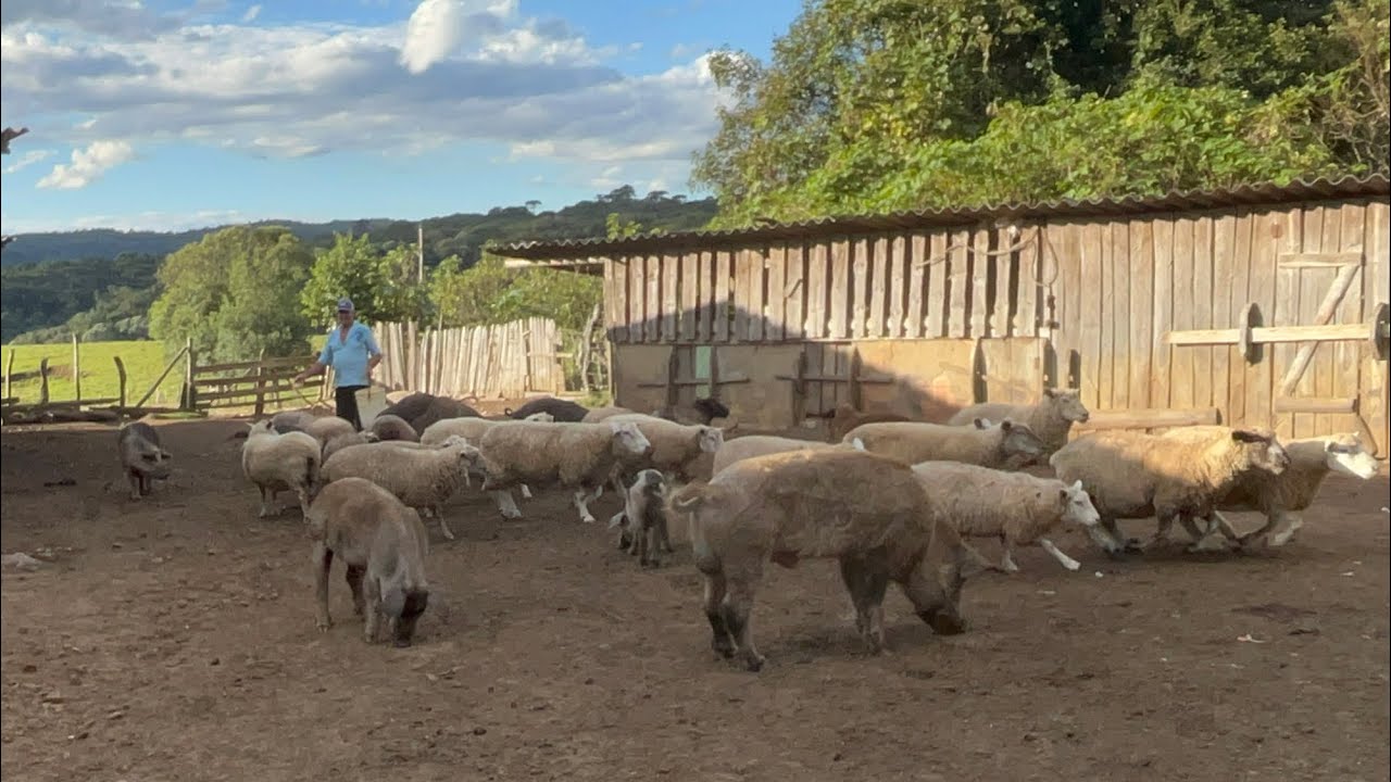 CRIANDO PORCO SOLTO NA NATUREZA COMO ANTIGAMENTE -ADELIO FRANÇA