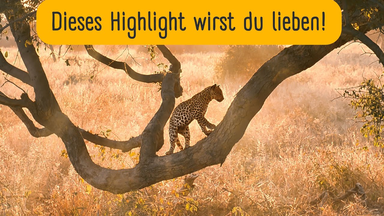 Unser Herzschlag-Moment in Namibia: Dieses Highlight wirst du lieben! Okonjima Africat Vlog 53