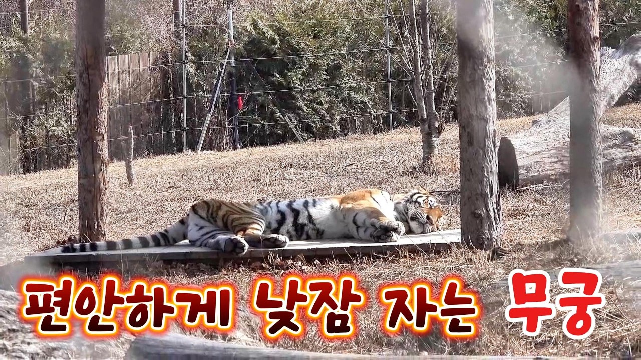 편안하게 낮잠 자는 무궁, 오후 3시 12분경에 기상(2026 02 15)(봉화sun)(호랑이숲)