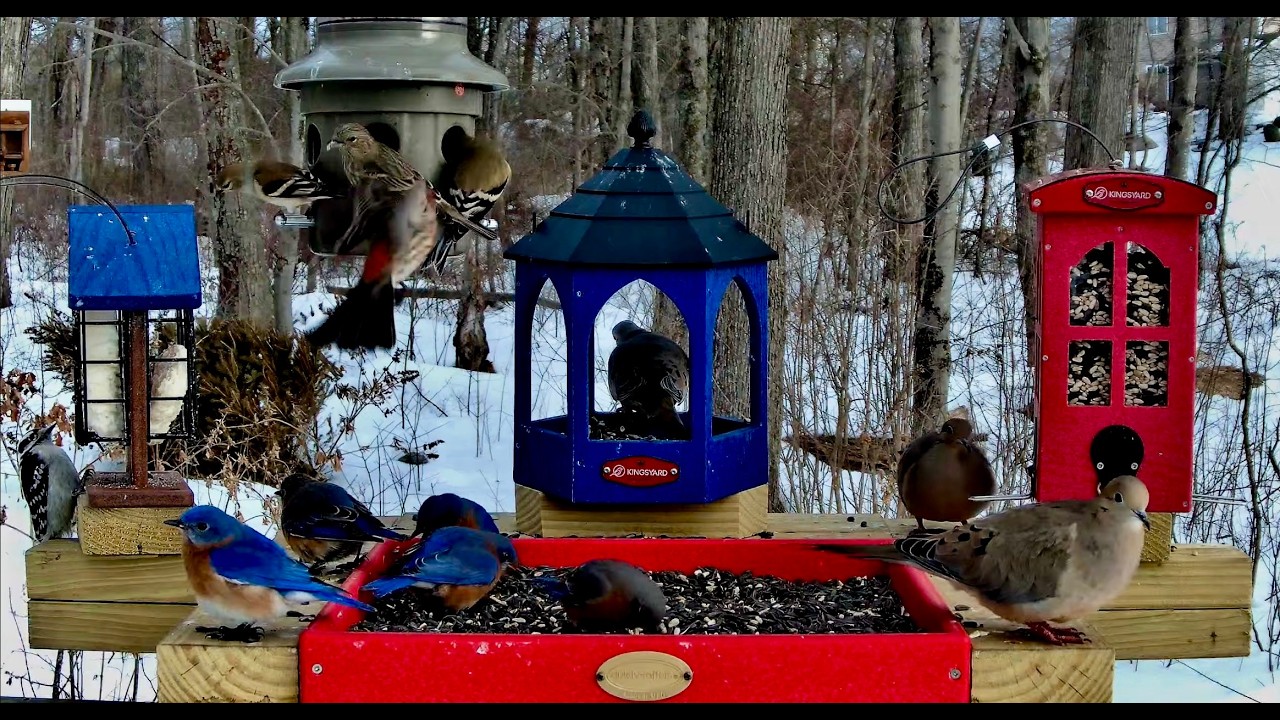 4K Live Winter  Bird Feeder cam - Finches,  Rose-Breasted Grosbeaks, Cardinals, Orioles & more
