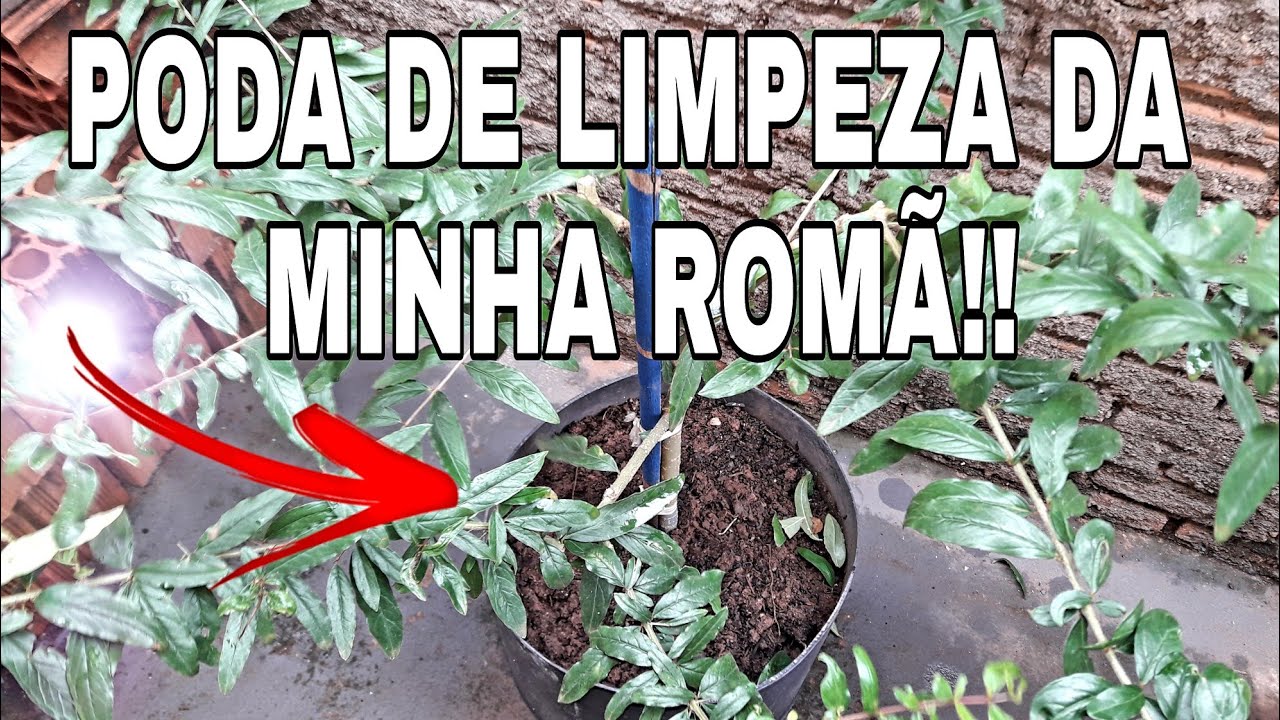 PODA EM FRUTÍFERA: ROMÃ EM VASO!!