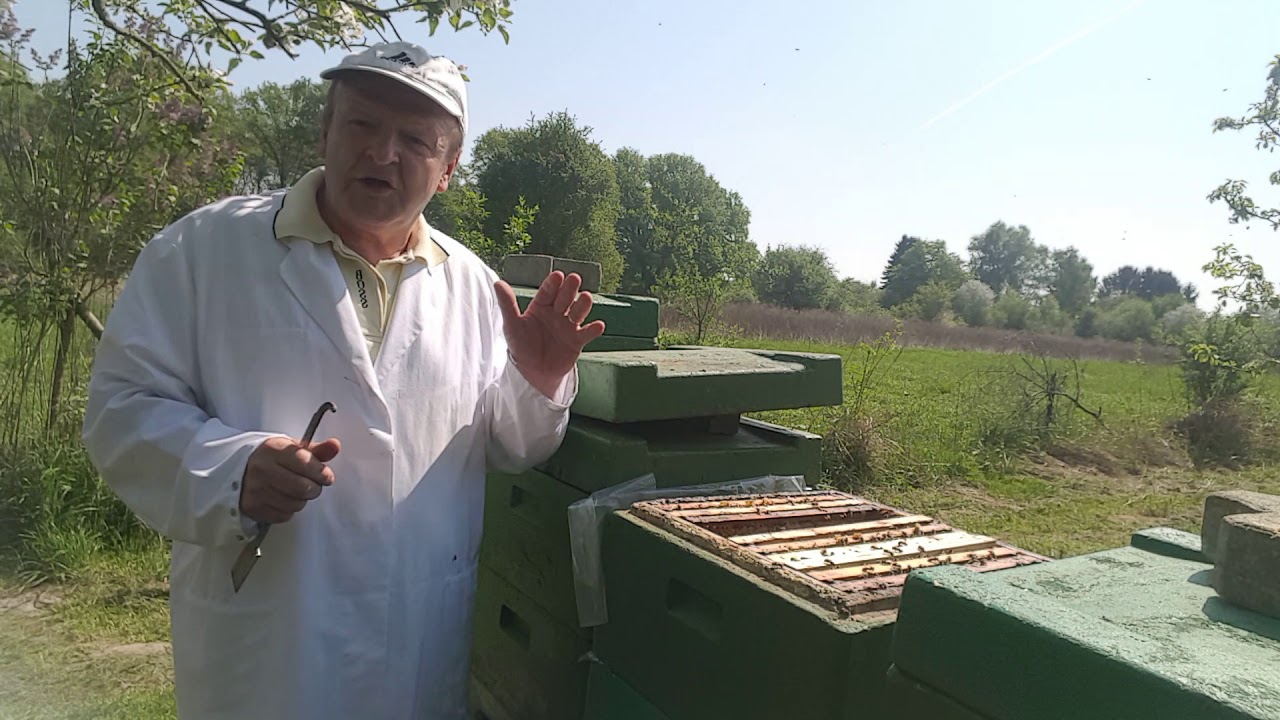 Königenzucht und Ableger bieldung  mehrmals im  Jahr und mehr Tipps mit Josef XX