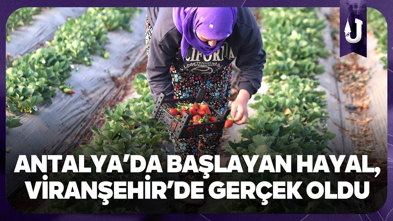 “Bu topraklarda çilek olmaz” dediler, Şanlıurfa’da 60 dekarlık üretime ulaşıldı