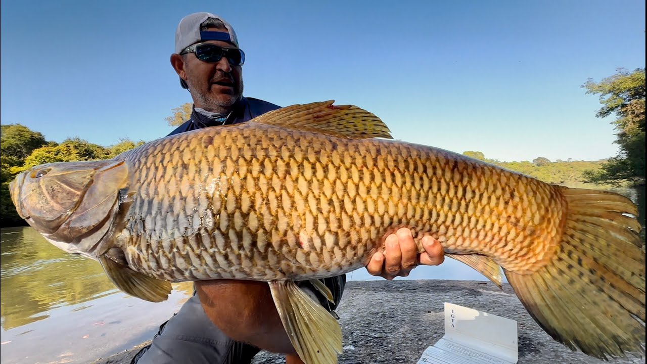 ESSE PEIXE É PRÉ-HISTÓRICO!! ENORME!