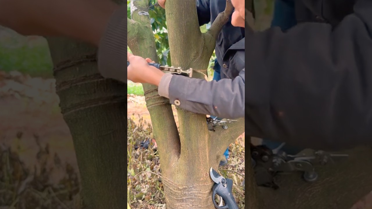 Professional Tree Girdling Technique #farmingskills @HappyFarm85