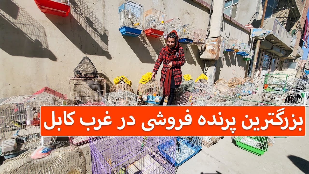 بزرگترین پرنده فروشی در غرب کابل - چشمک | Cheshmak