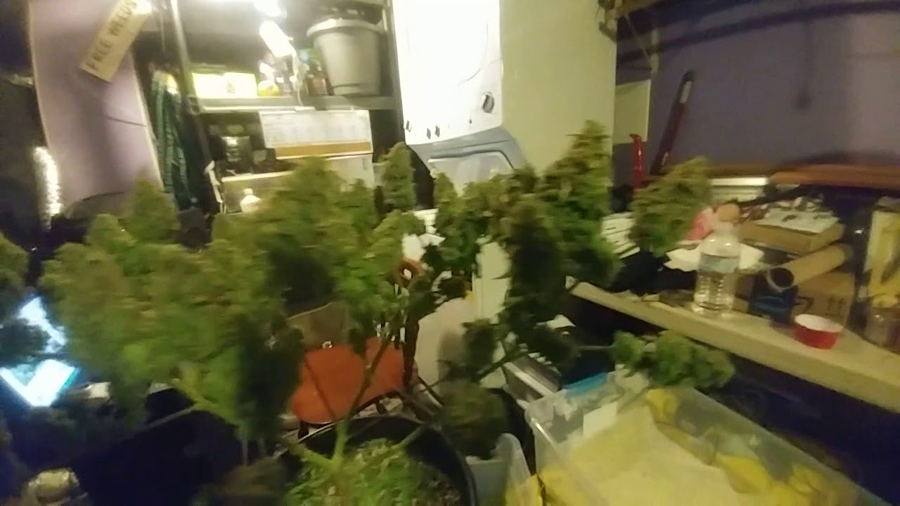 Viparspectra 300w LED Harvest: NL After Bonsai Trim