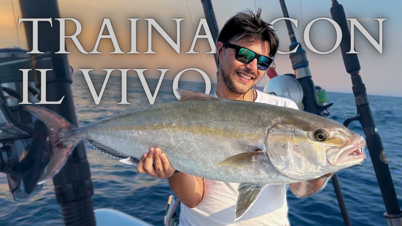 PESCA ALLA RICCIOLA | traina con il vivo alla ricciola