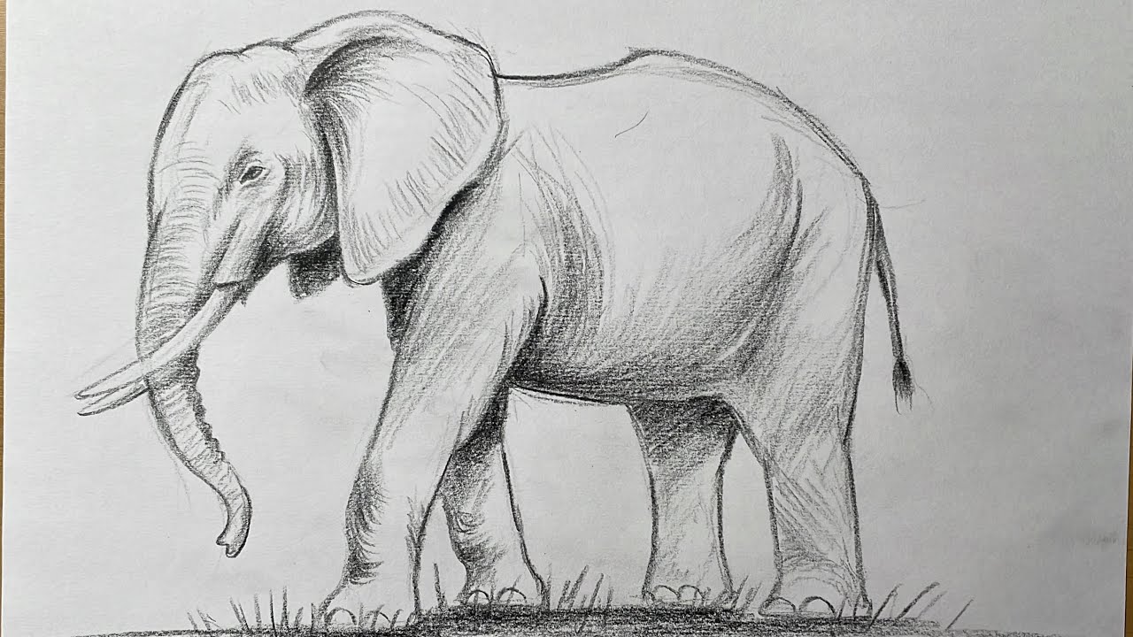 How to draw an elephant step by step with pencil