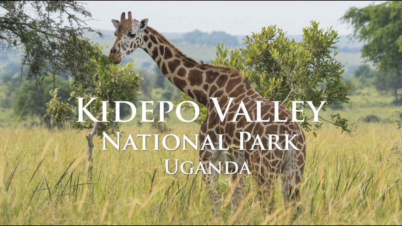 Safari in Uganda - Kidepo Valley National Park - Karamoja Region