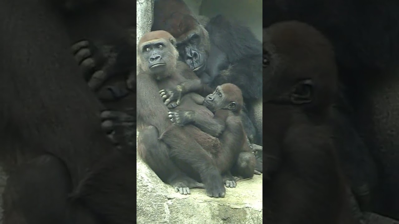 314#ゴリラ | D'jeeco Family 🦍 #shorts 【#金剛猩猩】 #2023Taipei Zoo 台北動物園