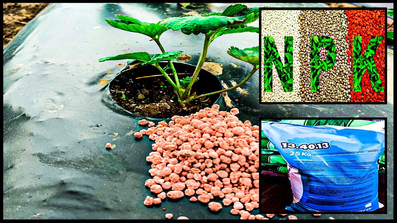 ПЕРВЫЕ ПОДКОРМКИ и ОБРАБОТКИ ПОСЛЕ ПОСАДКИ !!!