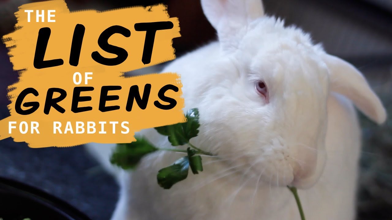 Leafy Greens for Rabbits (and what NOT to give them)