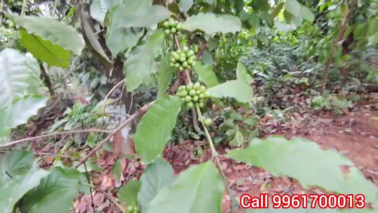 കാഞ്ഞിരപ്പള്ളി ടു മണിമല റൂട്ടിൽ  ഫാം ഹൗസ് കൃഷി റബ്ബർ എല്ലാത്തിനും അനുയോജ്യമായ സ്ഥലം