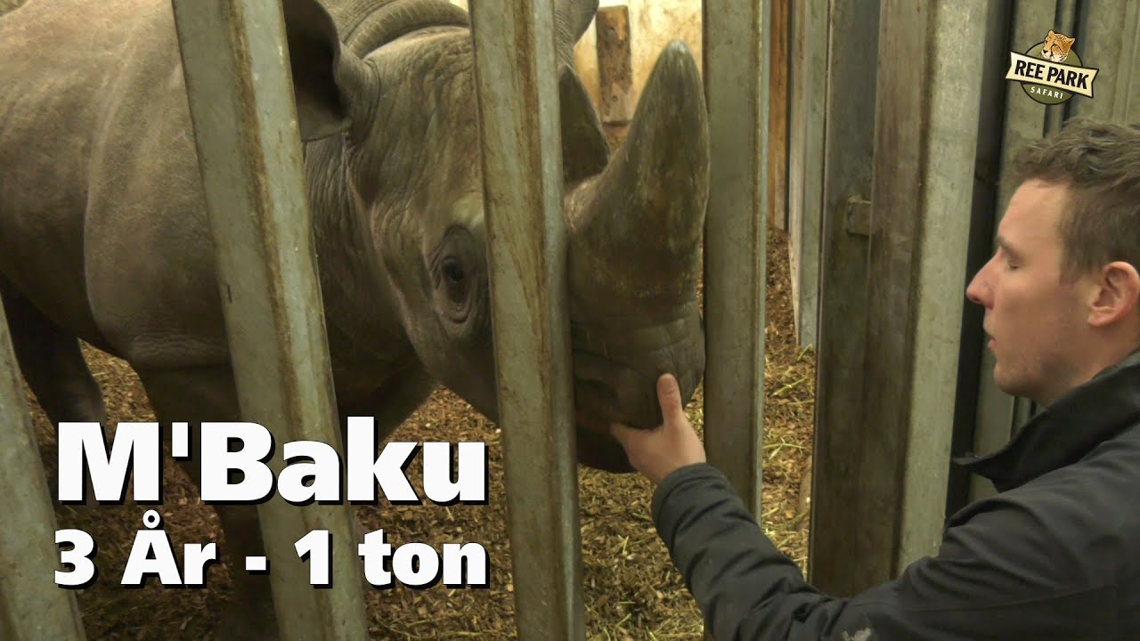Det sorte næsehorn M'Baku er blevet 3 år