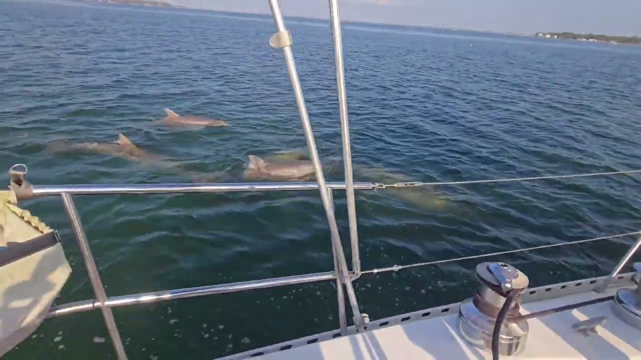 February sailing with dolphin and Back Bay Sailing Adventures. 