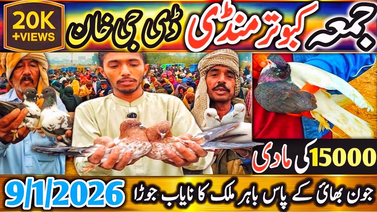 Kabootar Mandi | Dera Ghazi Khan Latest Update 19Vlog | Friday Kabutar Mandi | Pigeon Market Special