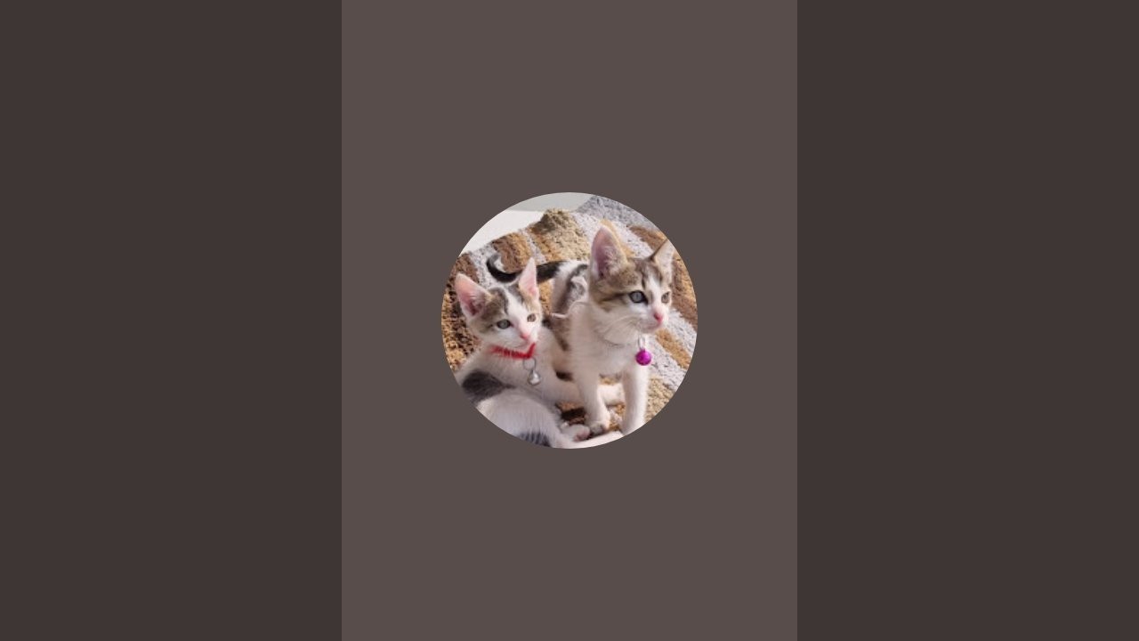 Enjoying with my kittens 😸