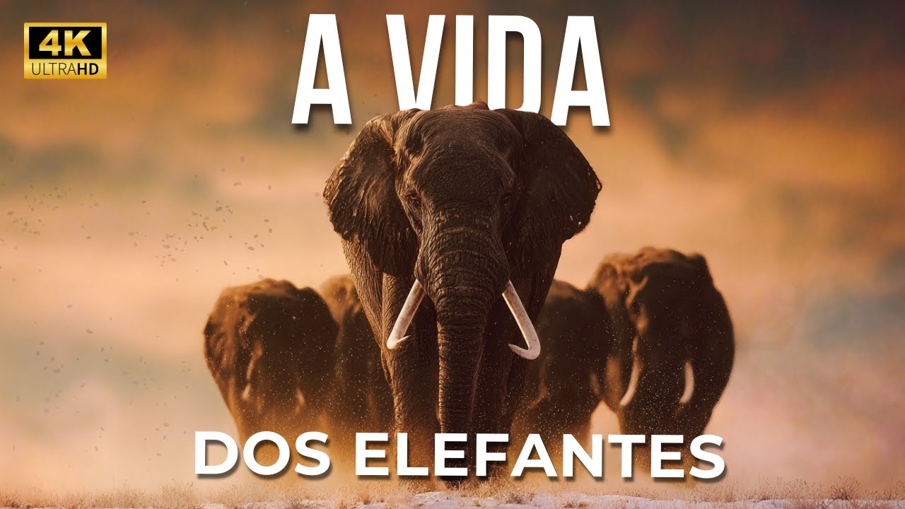 Os GIGANTES da Terra | A Vida Secreta dos ELEFANTES | Documentário Completo em 4K