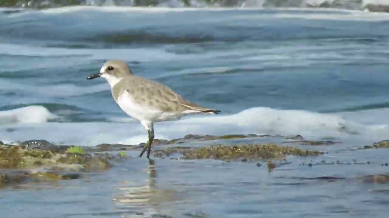 Greater Sandplover, Paphos Costal Broadwalk-Cyprus, 06/11/2024