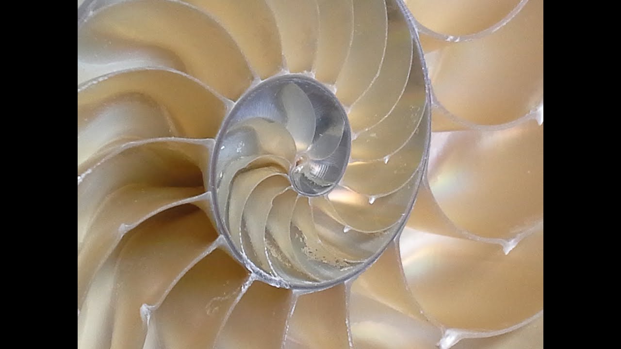 Sea Shells