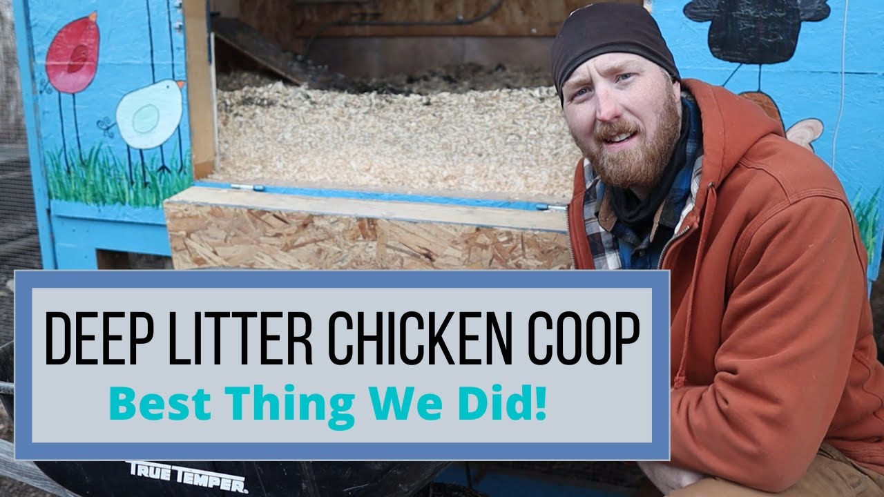 The Best Way To Clean Your Coop: Using The DEEP LITTER Chicken Coop method!!!