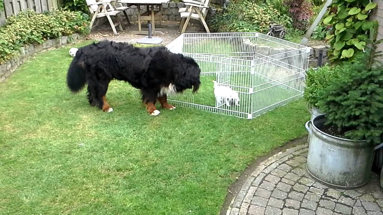 Bernese mountain dog playing with Westie in garden